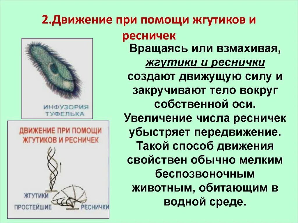 Движение с помощью жгутиков и ресничек. При помощи жгутиков и ресничек. Перемещение с помощью жгутиков и ресничек. Движение с помощью жгутиков. Передвижение многоклеточных