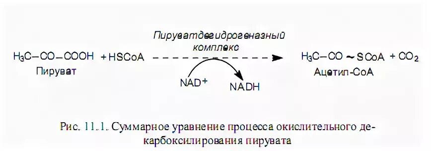 Схема реакции окислительного декарбоксилирования пирувата. Суммарная реакция окислительного декарбоксилирования пирувата. Стадии окислительного декарбоксилирования пирувата. Пируват окислительное декарбоксилирование.