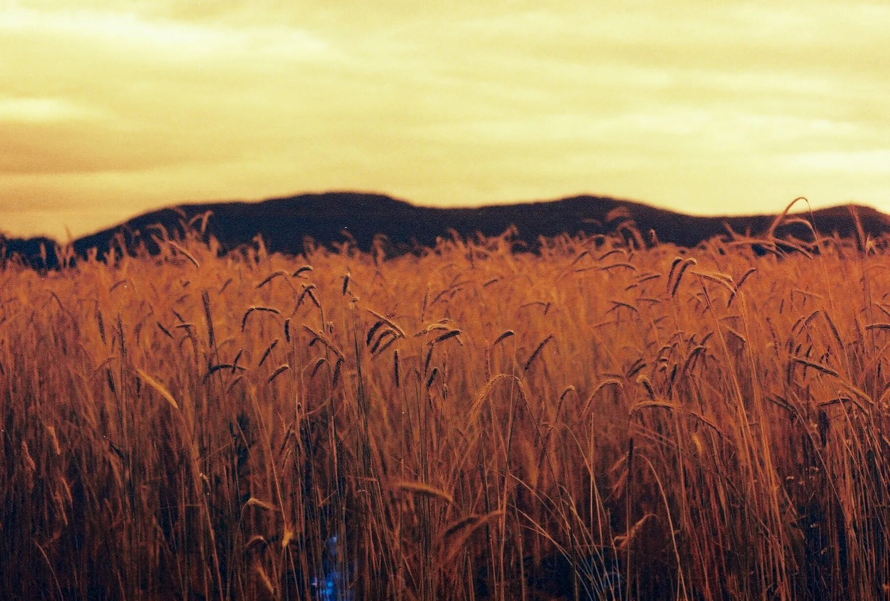 Я пойду туда где густая рожь. Пшеничное поле Вангол. Ночное поле пшеницы. Поле пшеницы ночью. Пшеничное поле вечером.