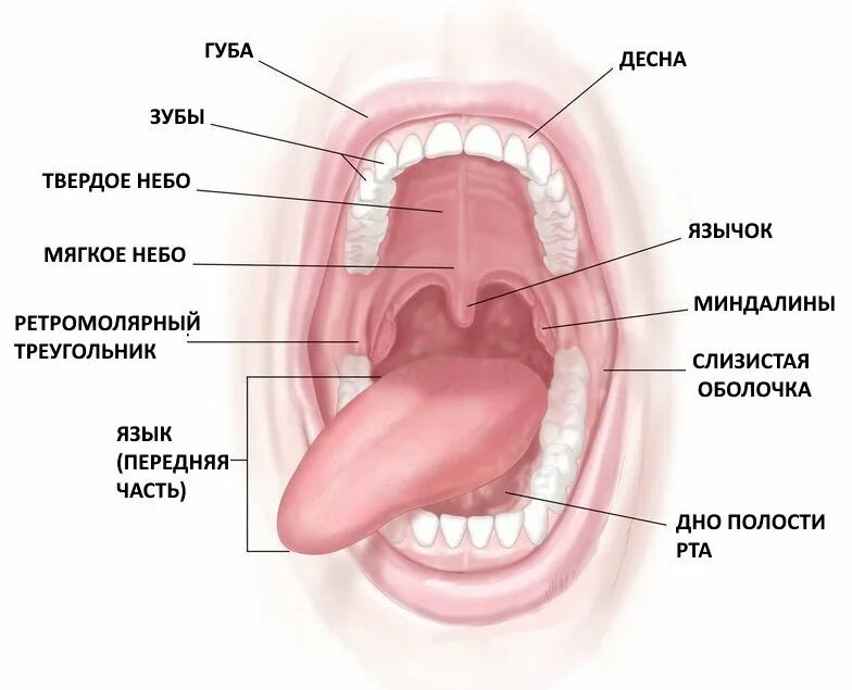 Какую ы рот. Миндалины полости рта анатомия. Ротовая полость (органы, строение стенок). Анатомическое строение ротовой полости. Строение ротовой полости миндалины.