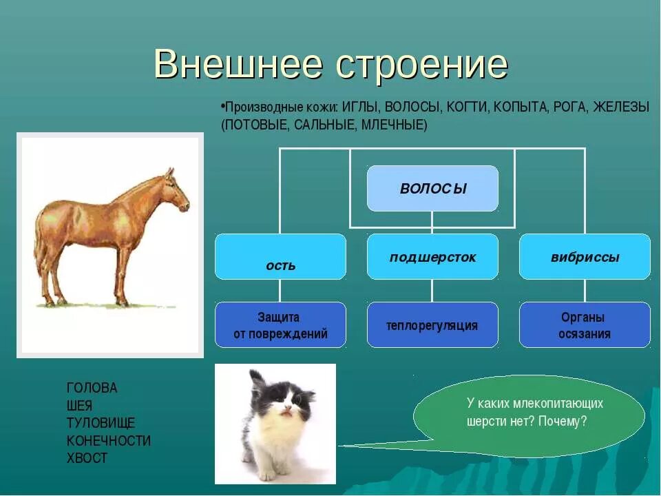 Производные кожи млекопитающих. Строение шерсти млекопитающих. Внешнее строение млекопитающих. Внешнее строение мелкопитаю.