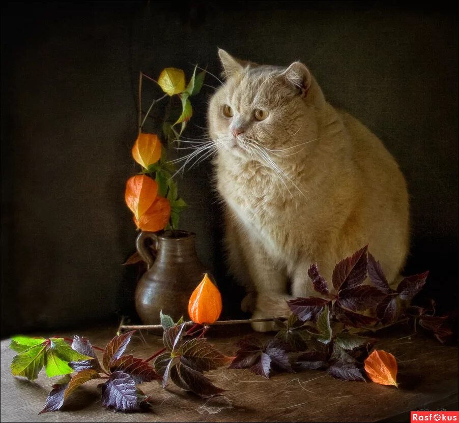 Вечера с котиком 1. Натюрморт с котом. вечера с кошкой. натюрморт с кошкой. натюрморты с котиками.