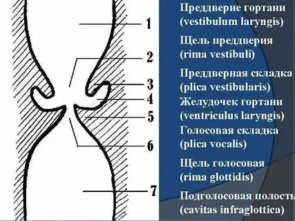 Голосовая полость