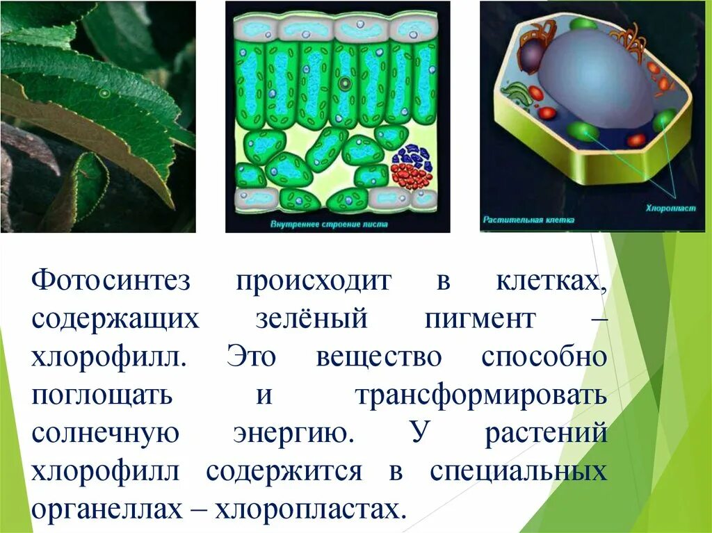 Хлоропласты содержат пигменты. Хлорофилл в растительной клетке. Хлорофилл в клетках растения. Содержит зелёный пигмент — хлорофилл в клетках. Фотосинтез в клетках растений.