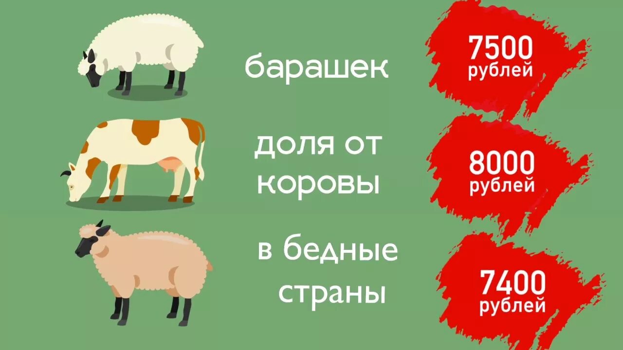 Барашки на Курбан. Курбан байрам корова на мясо. Возраст животных для Курбана байрама. Сколько человек корова