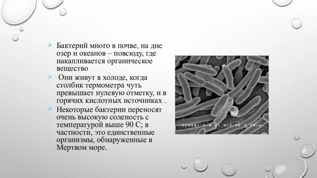 Микроорганизмы их строение и значение для человека. Микроорганизмы и их значение. бактерии и их свойства. микроорганизмы это кратко.
