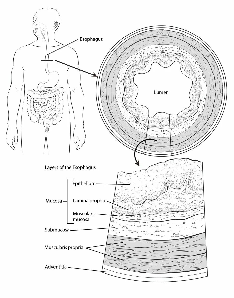 Строение пищевода рисунок. Слои стенки пищевода анатомия. Схема строения стенки пищевода. Пищевод поперечный срез рисунок. Строение стенки пищевода поперечный срез.