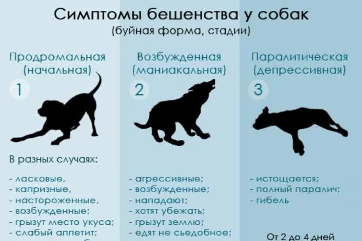 Что означает цвет собаки. Симптомы бешенства у собак. бешенство у животных симптомы у кошек. признаки бешенства у собаки. симптомы бешенства у щенка.