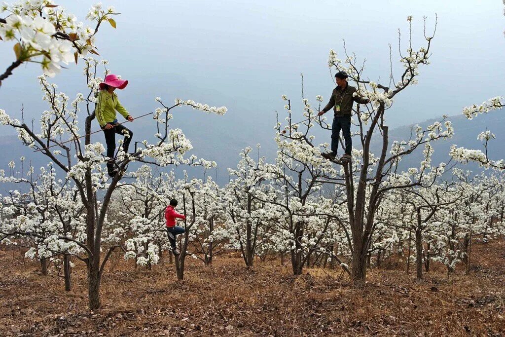 С какой целью проводят искусственное опыление. Китайские фруктовые деревья. Опыление деревьев в Китае. Деревья в Китае. Китайцы опыляют деревья.