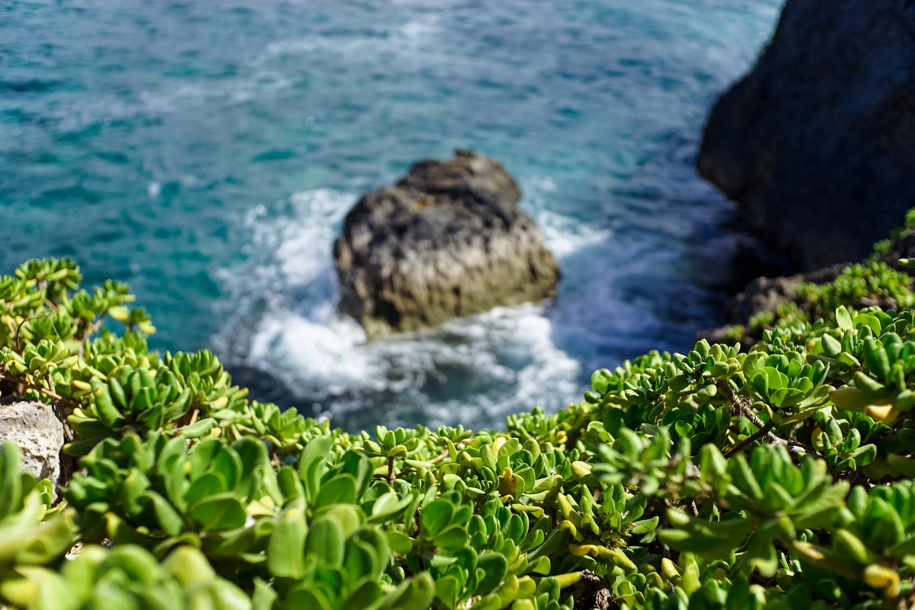 Тибетский морской цветок. Прибрежные растения. Растения побережья. Растительность в океане. Береговая растительность.