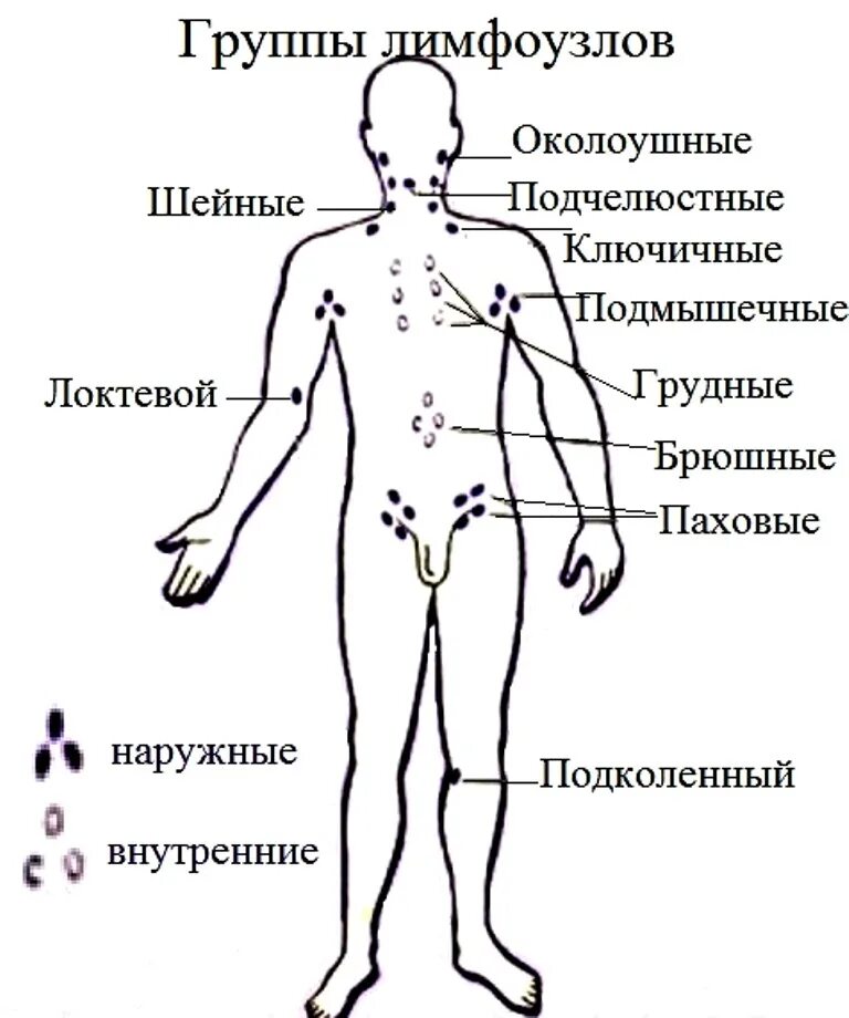 Где находится есть. Где находятся лимфатические узлы у человека схема. Периферические лимфатические узлы схема. Регионарные лимфатические узлы схема. Схема расположения лимфатических узлов на теле.