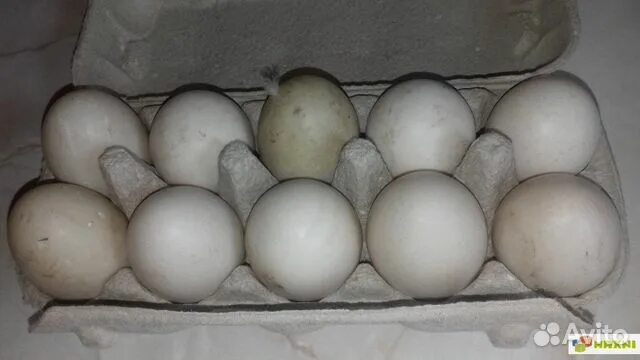Инкубационное яйцо индоутки. Инкубируем яйцо индоутки. Яйца индейки. Яйцо индоутки инкубационное фото.