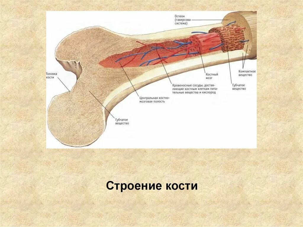 Строение кости взрослого человека. Строение кости. Кость строение. Анатомическое строение кости. Внутренне строение кости.