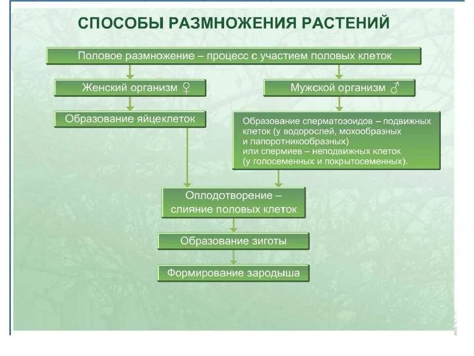 Схема способы размножения растений. Способы размножения растений 6 класс таблица. Таблица по биологии вегетативное размножение цветковых растений. Способы размножения 6 класс биология таблица.