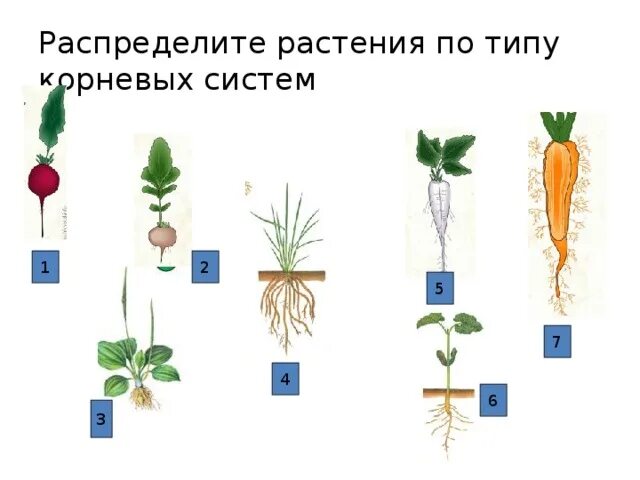 Растения с разными корневыми системами. Типы корневых систем у растений. Типы корневых систем примеры. Типы корневых систем у растений примеры. Распределите предложенные растения по группам в зависимости