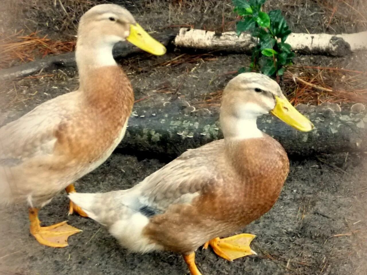 Good duck. Черри-Велли утки. Утки породы черри Велли. Порода уток черри Велли. Порода уток чери вери.