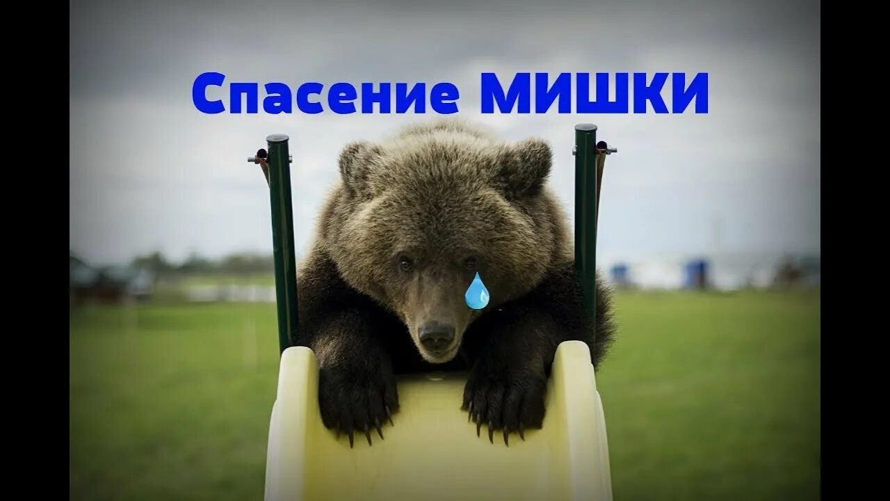 Спаси медведя. Как спастись от медведя. Спаси медведя. Центр спасения медвежат-сирот. Спаси медведя.
