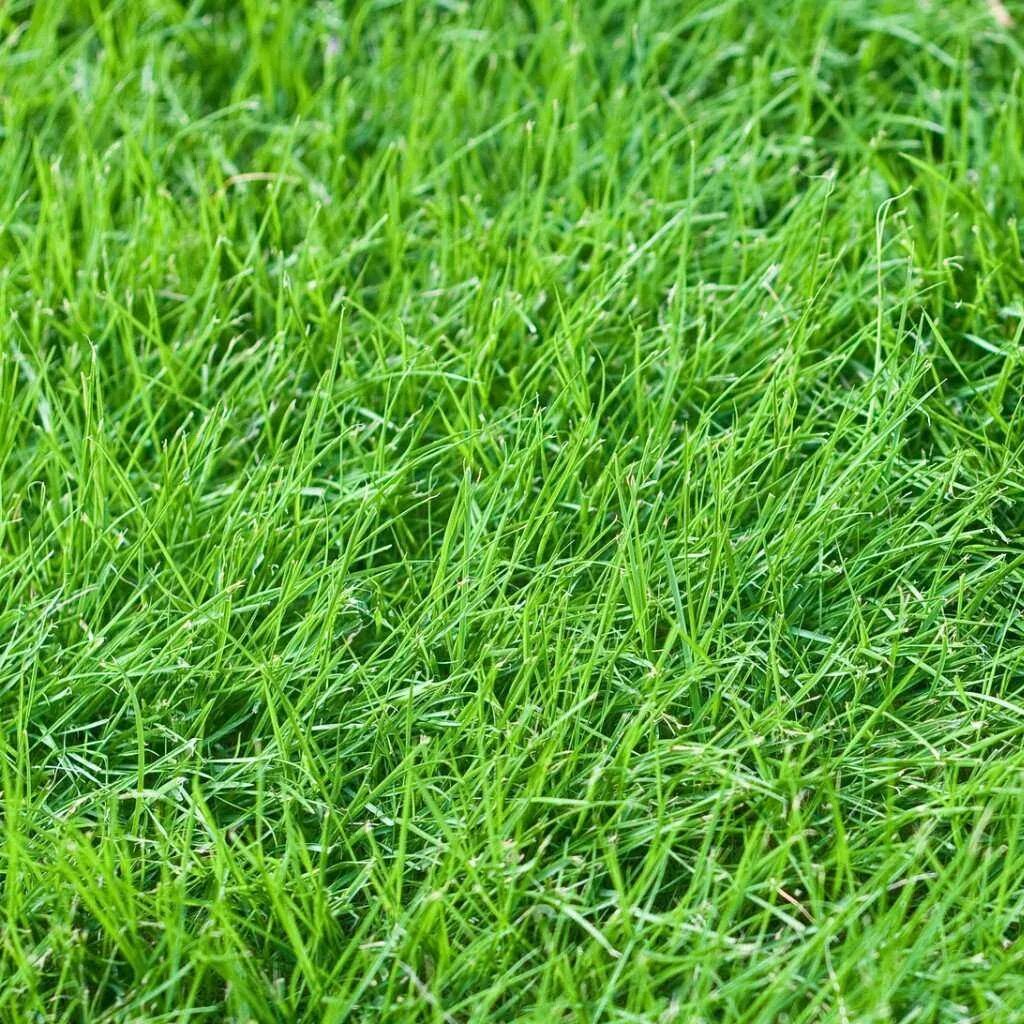 Текстура травы для юнити. Газонная трава пучками. Желтые проплешины на газоне. Искусственный газон. Жухлая трава.