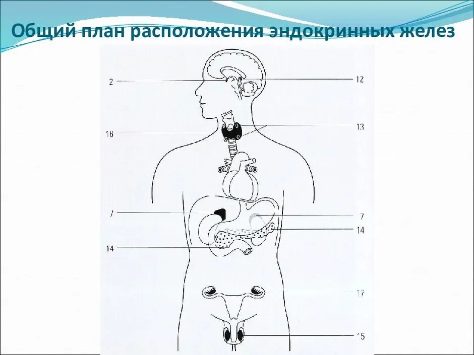 Какая эндокринная железа изображена на рисунке. Эндокринная система человека схема. Схема желез внутренней секреции. Железы внутренней секреции схема немая. Схема желез эндокринной системы.