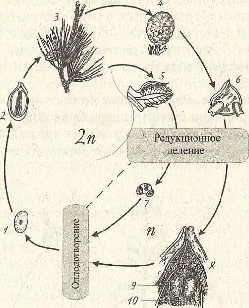 Цикл развития сосны 7 класс. Цикл развития сосны обыкновенной схема. Жизненный цикл сосны обыкновенной схема. Цикл развития голосеменных растений. Размножение сосны обыкновенной схема.