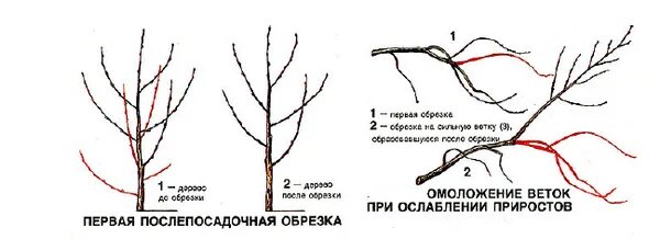 Как обрезать молодую черешню. Обрезка кустовой вишни весной. Обрезка трехлетней вишни весной схема. Обрезка черешни схема для начинающих. Обрезать вишню весной для начинающих.