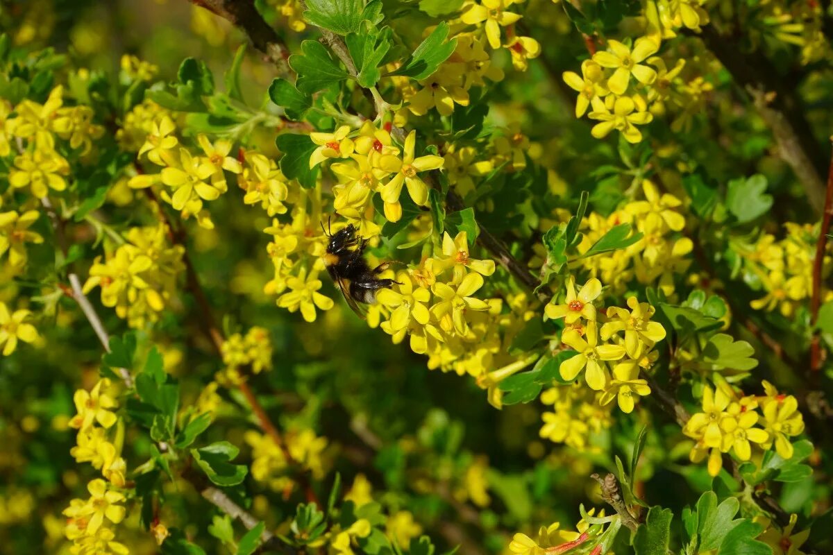 Смородина золотистая (кустарник). Смородина золотистая (ribes odoratum. Смородина золотистая aureum. Смородина золотистая цветение. Смородина цветет желтыми цветами.