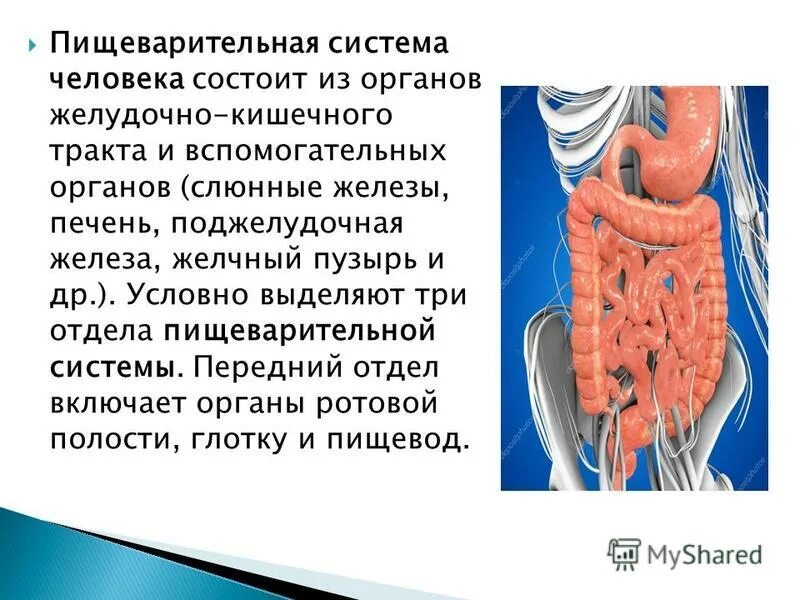 желудочно кишечные железы. железы желудка вырабатывают. клетки железы желудка и их функции. желудочно кишечные железы. желудок и желудочный сок.