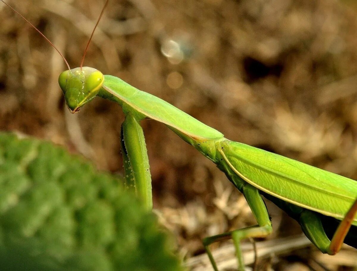 Сколько живут богомолов. Богомол Creobroter meleagris. Земляной богомол (Geomantis Larvoides). Жук богомол. Богомол насекомое Крымский.