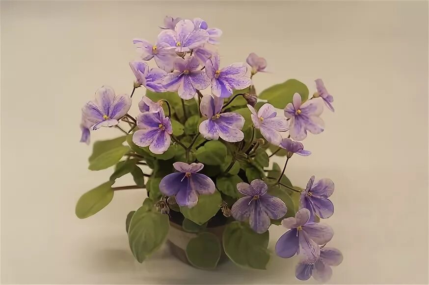 Rob's wagga wagga фиалка. Фиалка rob. Фиалка робс. Rob's lucky charm фиалка химера. Rob s boolaroo фиалка.