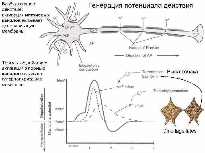 Натриевый канал нейрона. Натриевые каналы. Натриевые каналы нервных волокон. Активация натриевых каналов.