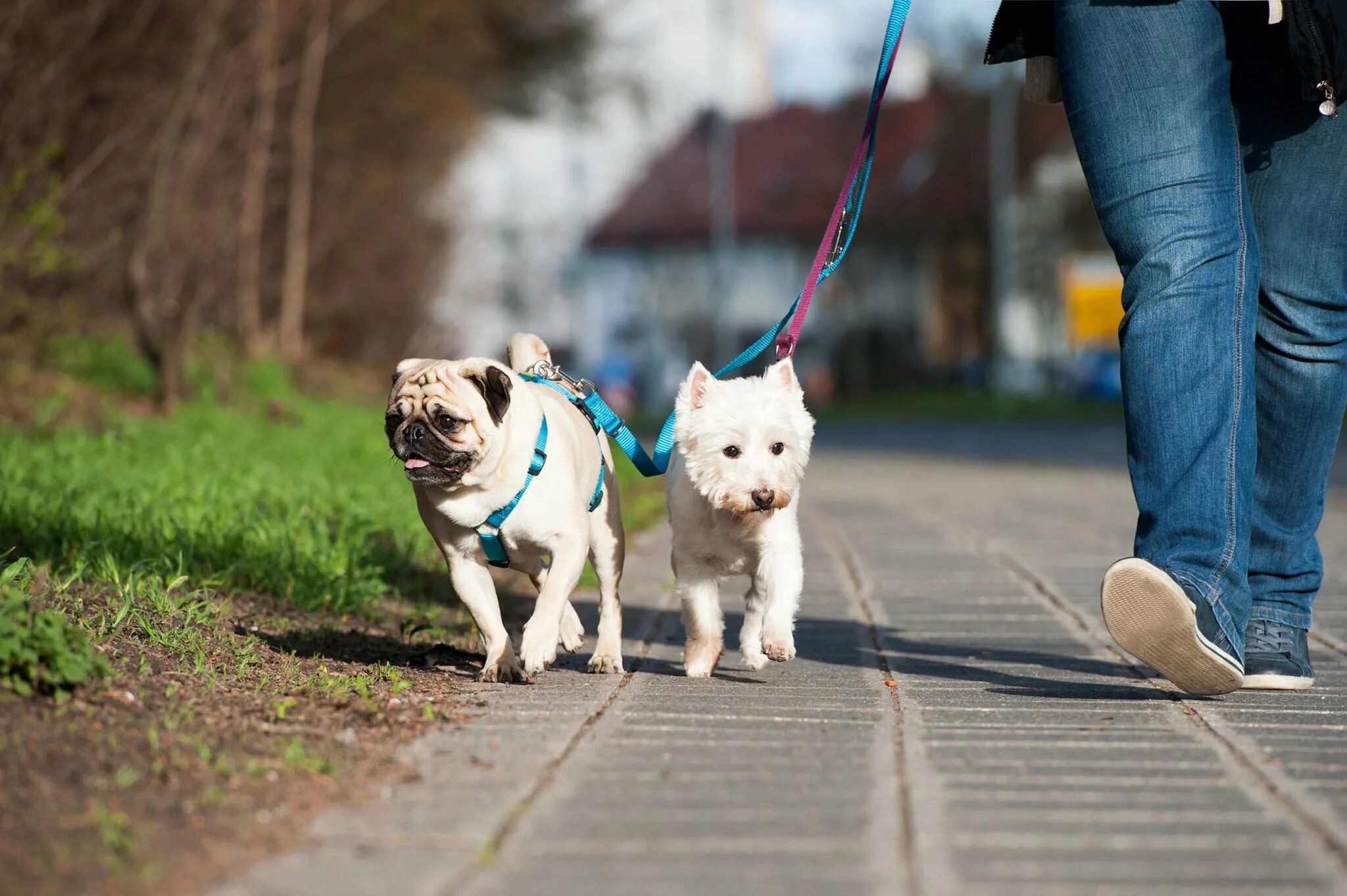 Прогулка с собакой. Поводок для собак. Выгульщик собак. Гулять с собакой. Walking pet