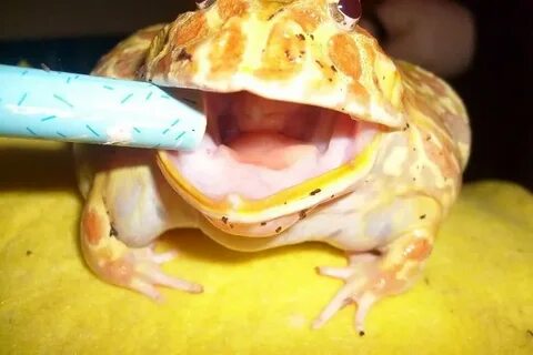 Зубы лягушки