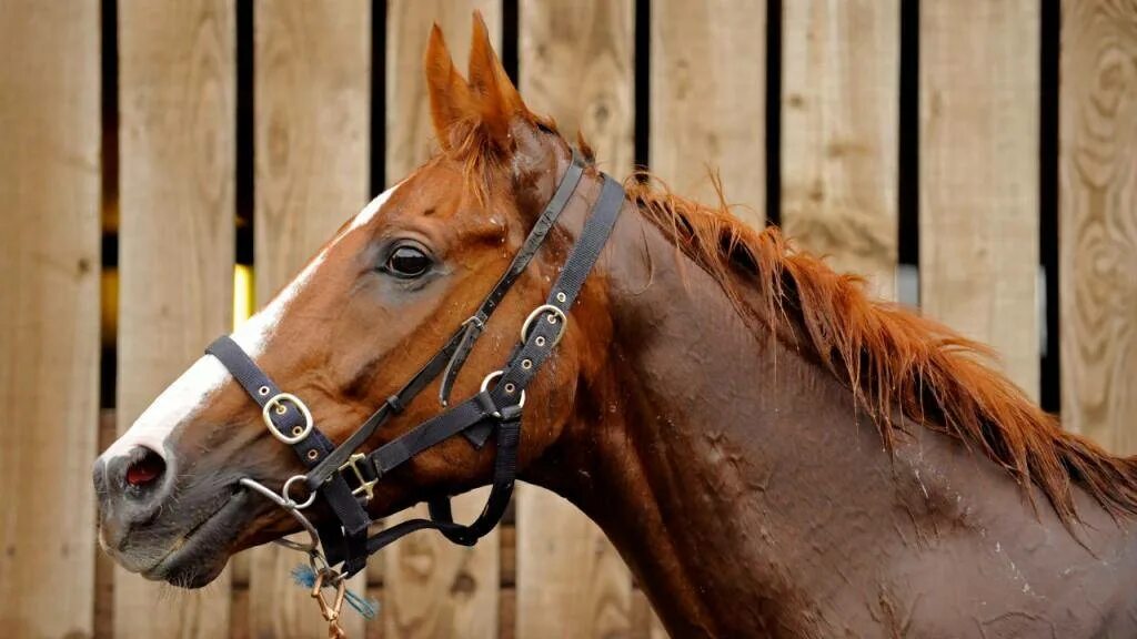 Что видит лошадь. Песочные колики у лошадей. Лошадиная морда у женщины. К чему снится лошадь. Спящая лошадь с женщиной.