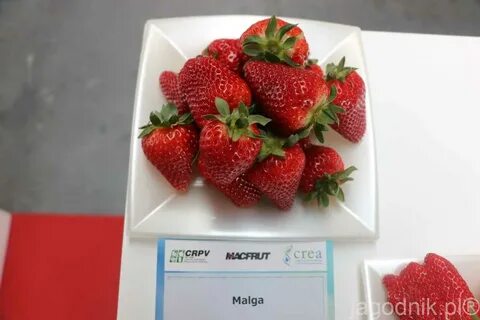 Клубника мальга урожайность