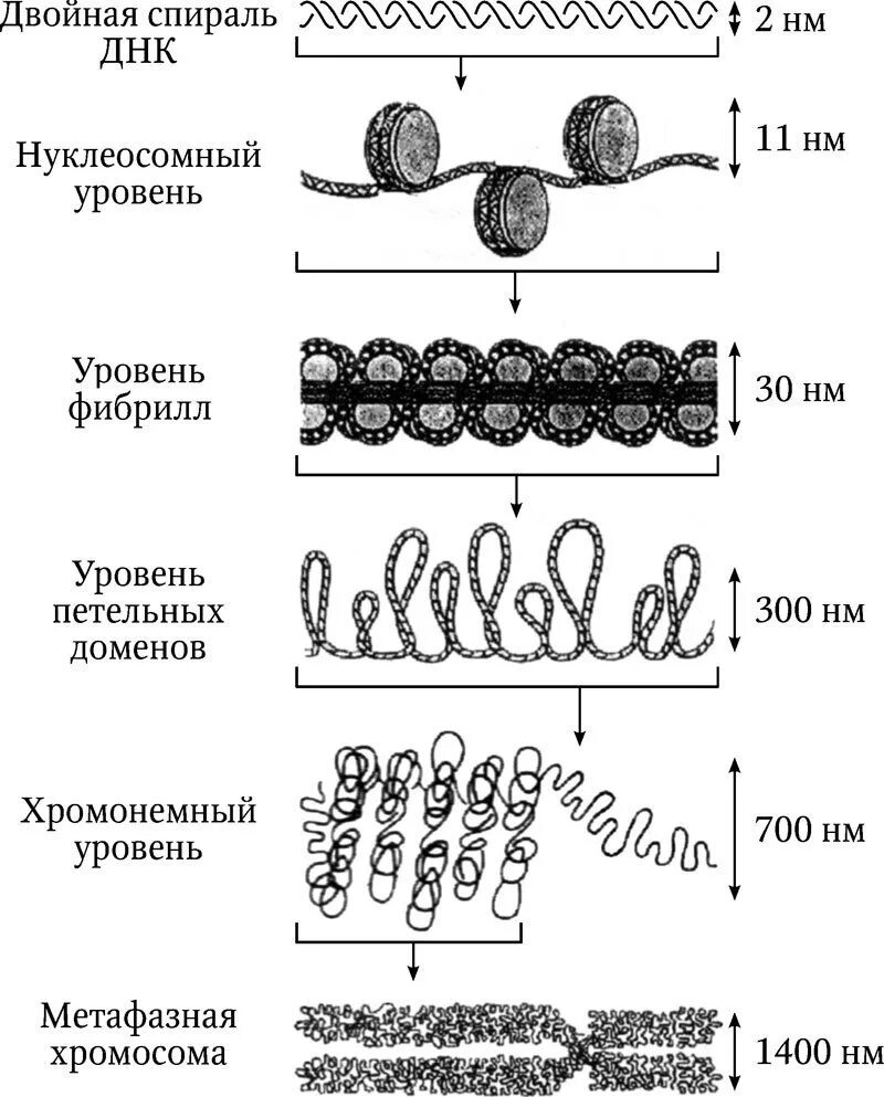 Схема компактизации наследственного материала клетки