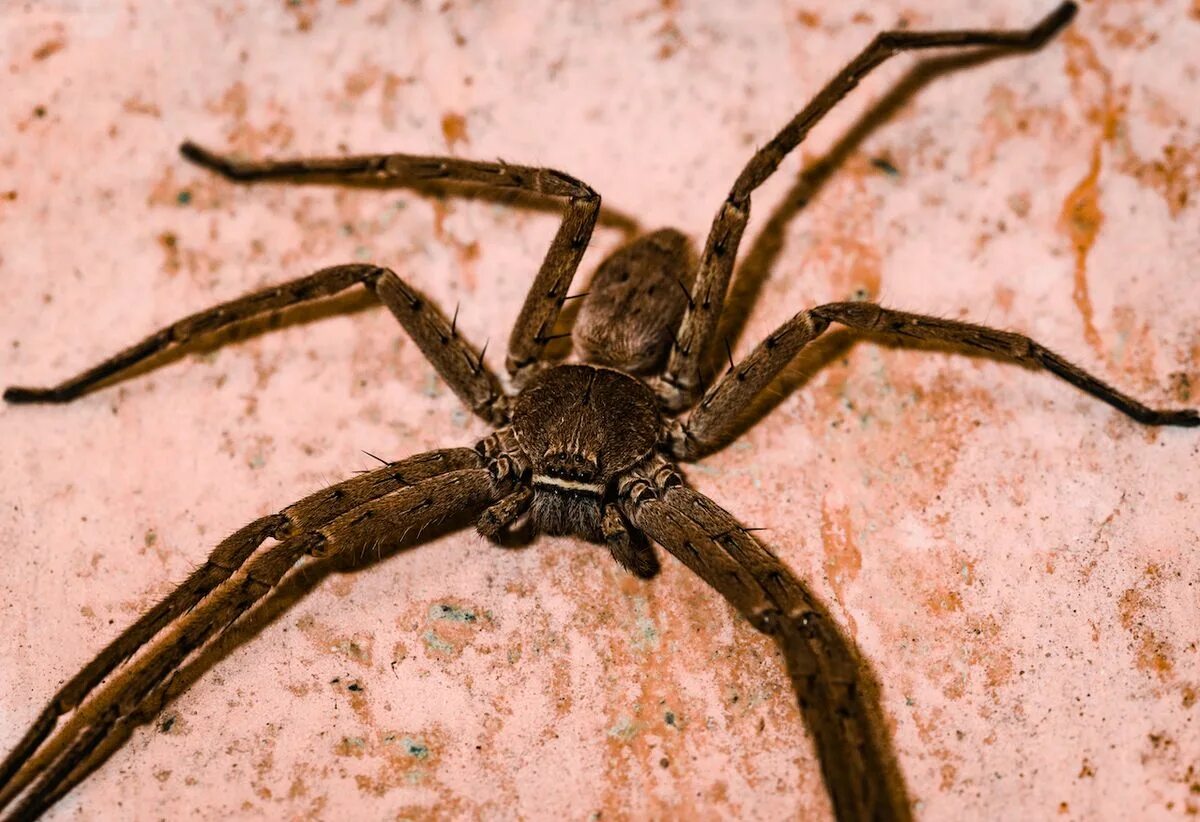 Huntsman spider