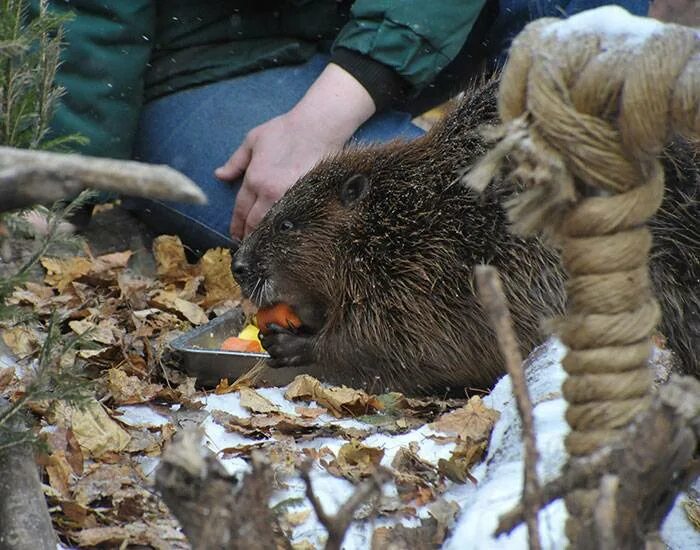 Обыкновенный Бобр. Еда бобра. Фото бобра. Есть мясо бобра