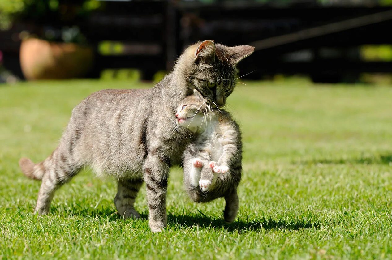 Кошка несет котенка. Кошка несёт котёнка за шкирку. Котенок за шкирку. Кошка несёт котёнка за загривок. Почему кошки мам мам