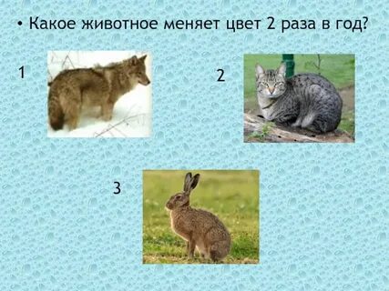 Когда животные меняют окраску