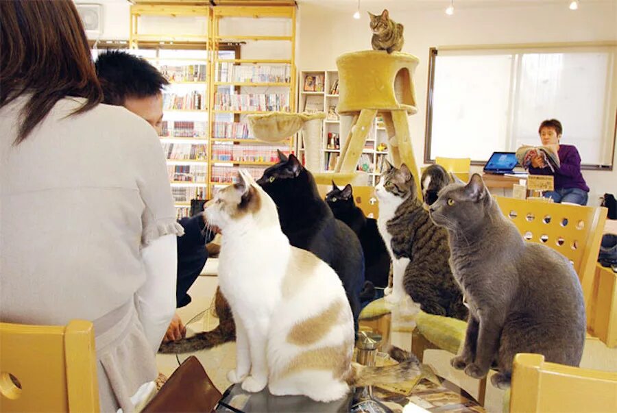 Магазин кошечек. Кошачье кафе - "Cat Cafe" в Японии. Кошачье кафе в Токио. Кошачьи кафе в Японии. Кафе с котами в Японии.