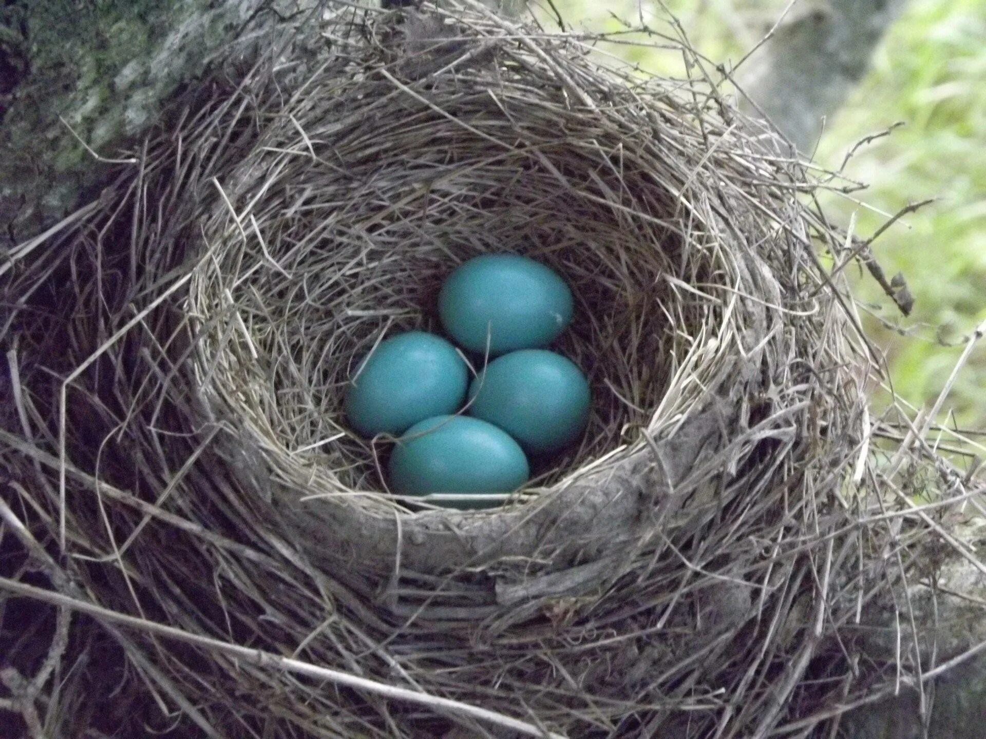 Гнездо гнездо зарянки птенец. Гнездо трясогузки. Гнездо 1vx. Дрозд высиживает яйца. Bird яйца