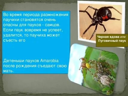 Сколько за жизнь человек съедает пауков