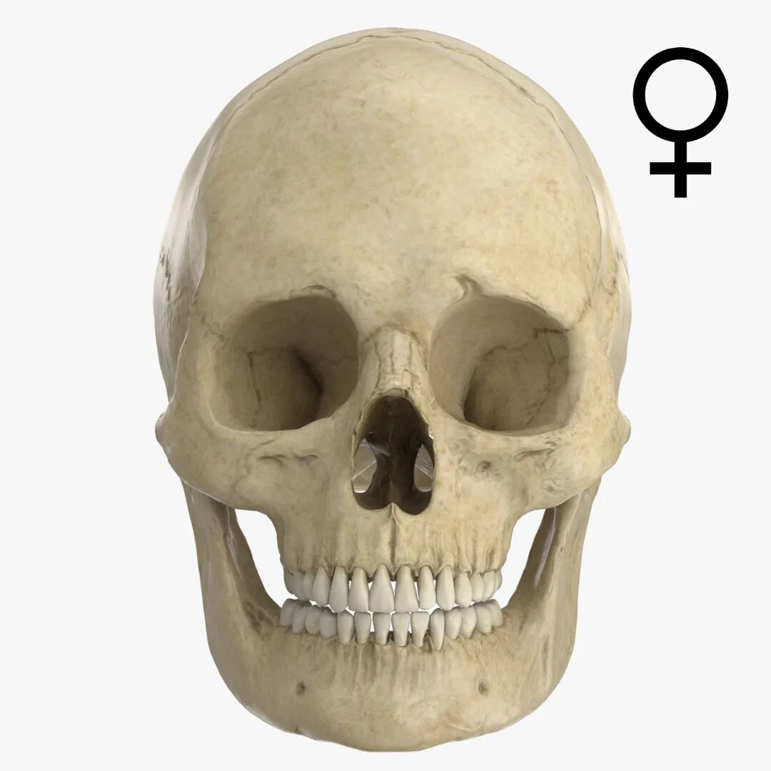 череп головы женщины. череп 3в анатомия. женский череп референс. череп головы женщины. череп головы женщины.