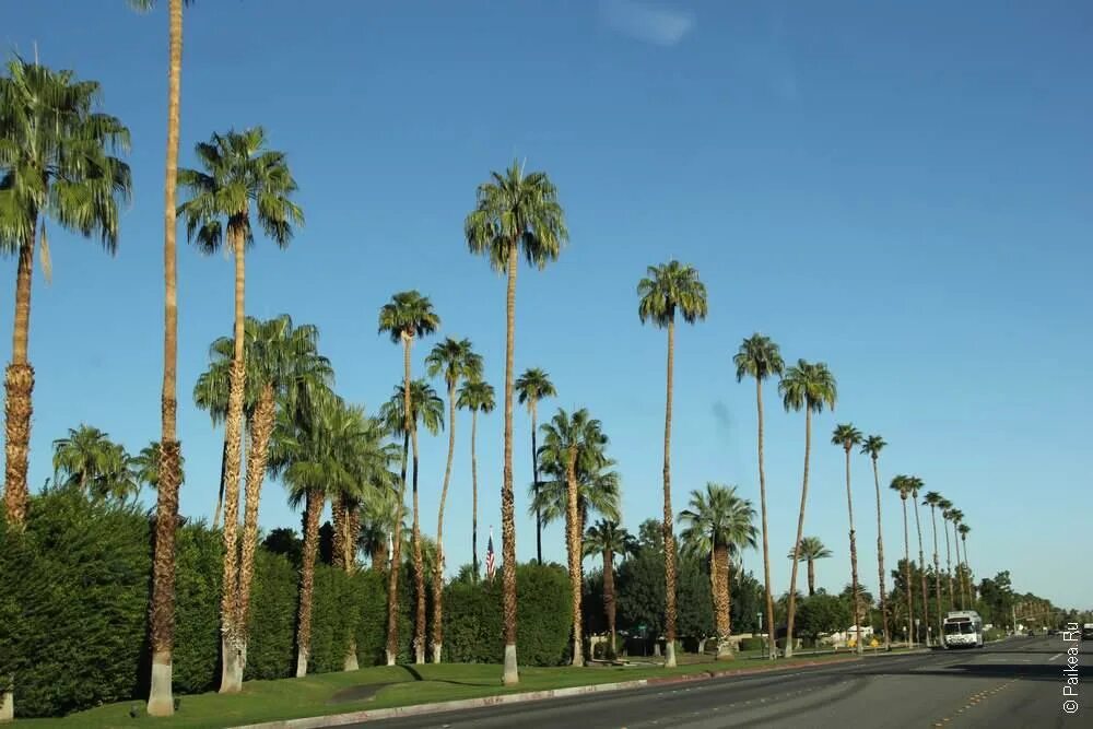 пальма растущая в америке. сабаловая пальма. лос-анджелес калифорния сша. вашингтония нитеносная. флорида парк пальмы.