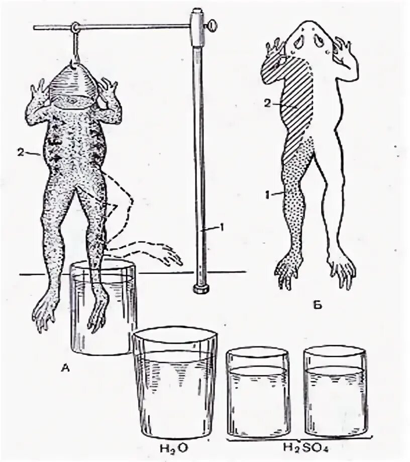 Рефлекс тюрка. Опыт сеченова схема рефлекса. Сеченовское торможение физиология механизм. Торможение рефлексов опыт сеченова. Факторы влияющие на время рефлекса.