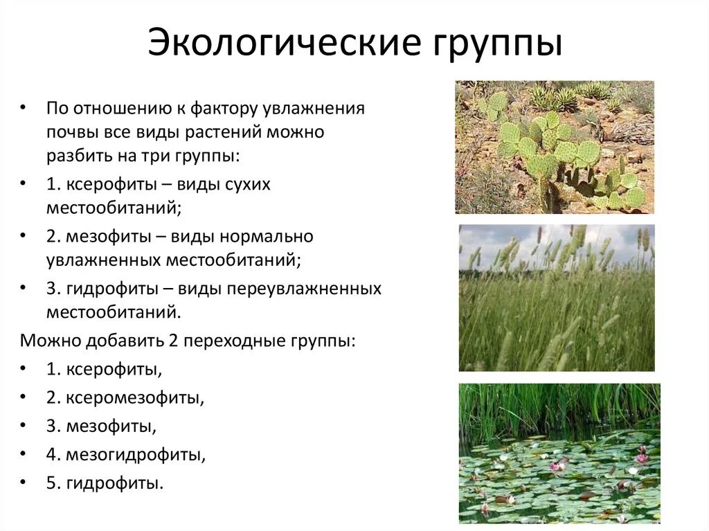 Экологические группы