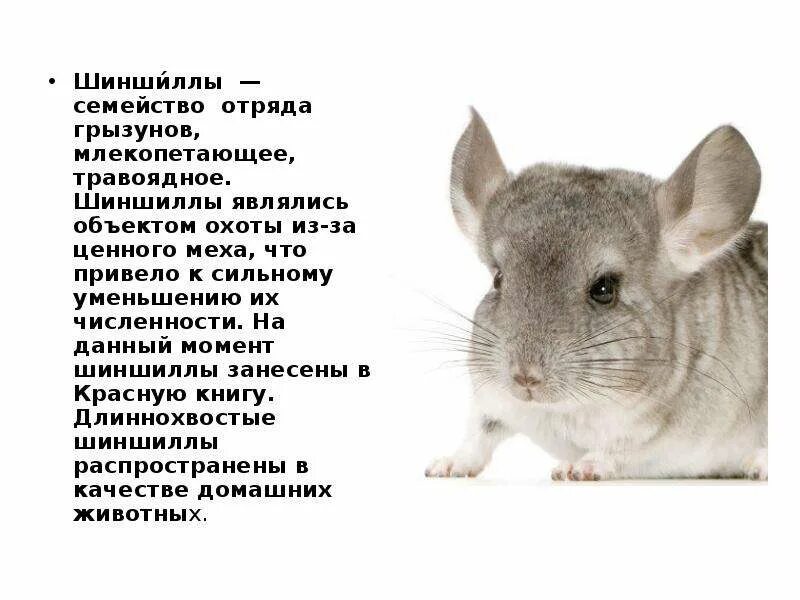 ТОП самых интересных фактов о шиншиллах для детей и взрослых Новое исследование