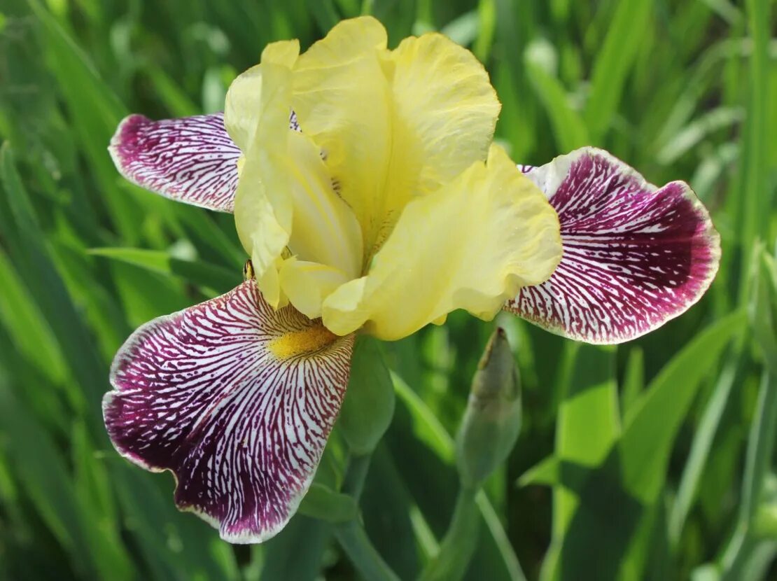 Iris pdf