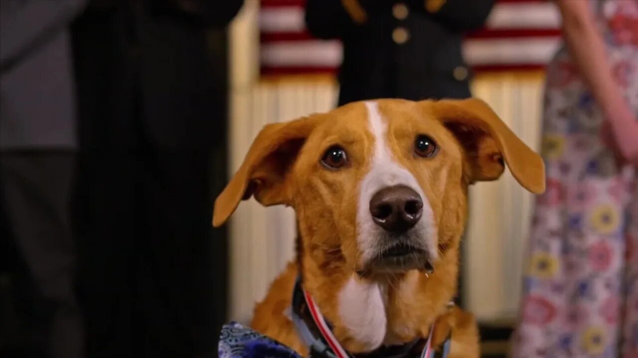 Агент тоби баркс 2020. Псы под прикрытием 2. Пес под. Пес под. Пес под.