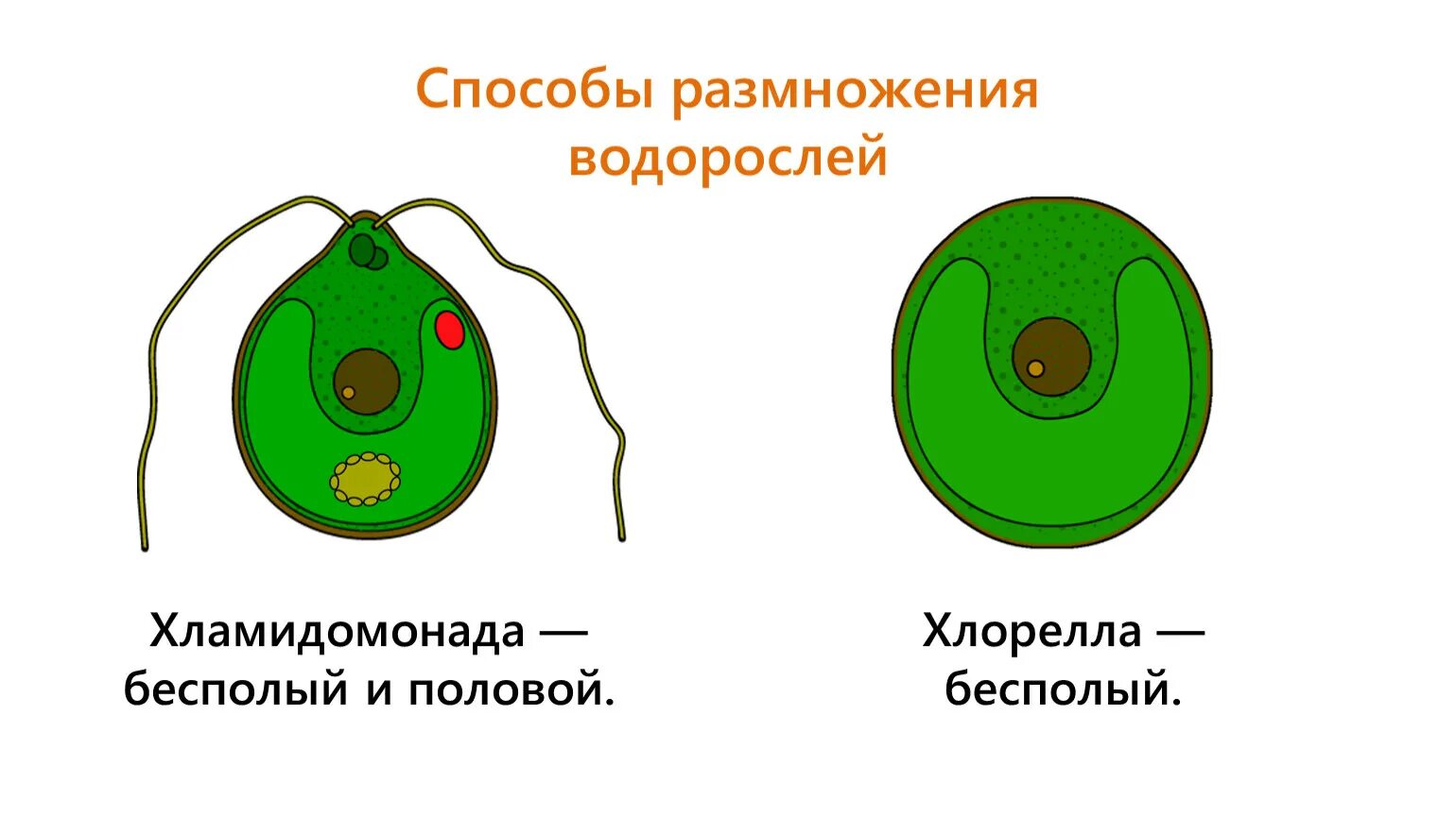 Хлорелла водоросль строение. Одноклеточная водоросль хлорелла строение. Одноклеточная водоросль хламидомонада. Строение водоросли хламидомонады.